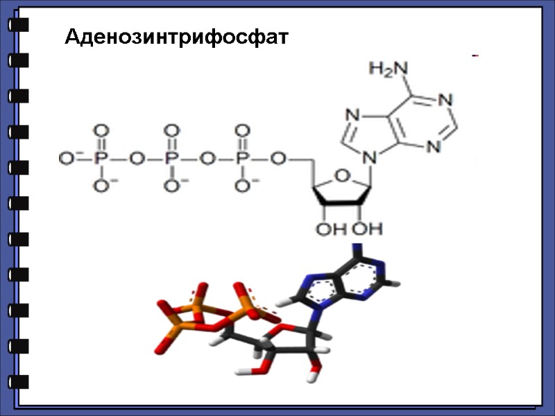 Аденозинтрифосфат